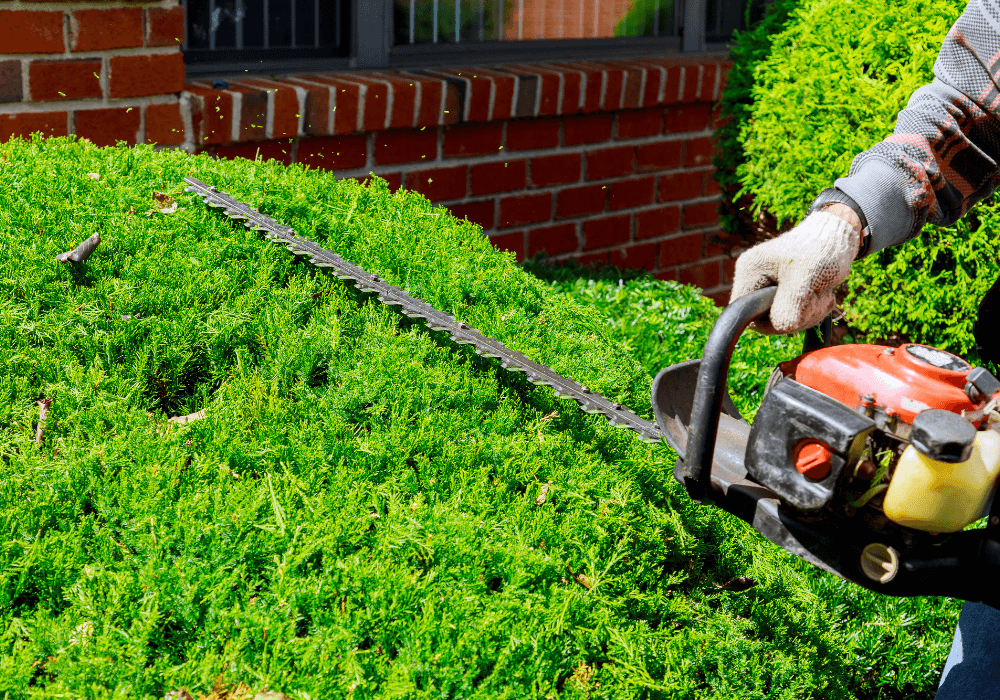 professional trimming