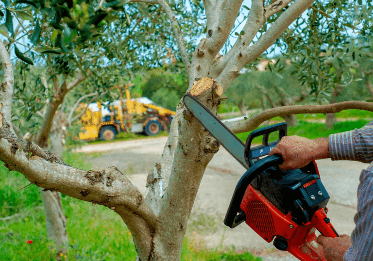 Reliable Hedge Trimming & Pruning Services in Hamilton NZ