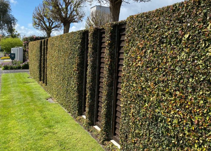 hedge trimming (1)